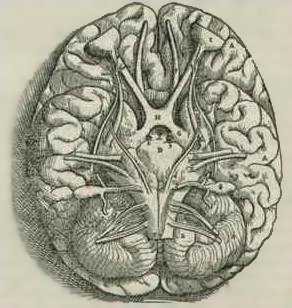 Incisione tratta dal libro di Fabrica di Andreas Vesalius del 1543